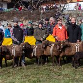 Gruppensieger Vereinsausstellung Braunes Bergschaf Tirol 2020 (7)